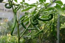 Pinocchio Chillies Seem To Be Growing In Spirals